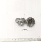 Click for 1 image(s) for this accession. FRUIT